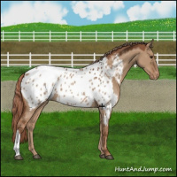 Horse Color:Red Dun Appaloosa