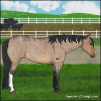 Horse Color:Bay Roan Dun Brindle 