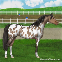 Horse Color:Liver Red Dun Appaloosa Rabicano 