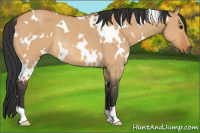 Horse Color:White Spotted Bay Dun Rabicano 