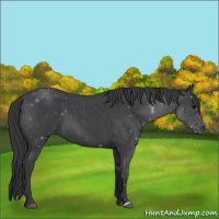 Horse Color:Blue Roan 