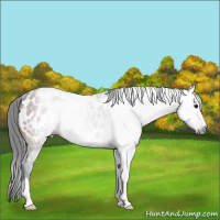 Horse Color:Gray Bay Appaloosa 