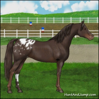 Horse Color:Liver Chestnut Appaloosa 