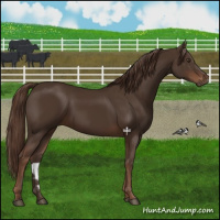 Horse Color:Liver Chestnut 