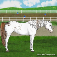 Horse Color:White Spotted Liver Chestnut 