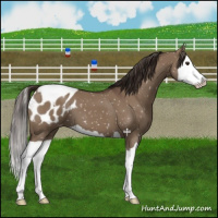 Horse Color:Liver Red Dun Splash Appaloosa 