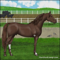 Horse Color:Liver Chestnut 