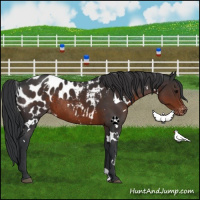 Horse Color:White Spotted Brown Appaloosa Rabicano 