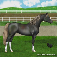 Horse Color:Liver Chestnut Appaloosa 
