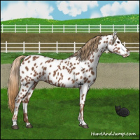 Horse Color:Chestnut Near Leopard 