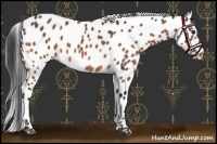 Horse Color:Brown Appaloosa