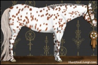 Horse Color:Silver Brown Appaloosa