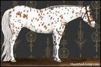 Horse Color:Silver Bay Appaloosa 