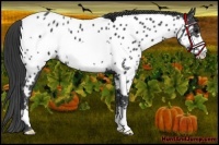 Horse Color:Black Frame Appaloosa