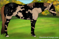 Horse Color:Void Red Dun Splash Tobiano Appaloosa 