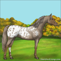 Horse Color:Chocolate Palomino Roan Appaloosa 