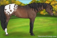 Horse Color:Brown Appaloosa 