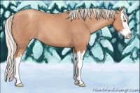 Horse Color:Gold Champagne Splash