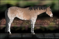 Horse Color:Bay Dun and White Spotted Bay Dun