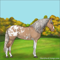 Horse Color:Silver Bay Dun Tobiano Frame Appaloosa Rabicano 