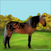 Horse Color:Void Silver Bay Splash Tobiano Appaloosa 