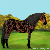 Horse Color:Void Bay Splash Near Leopard 