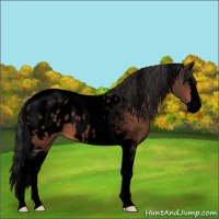 Horse Color:Void Bay Splash Tobiano Appaloosa 