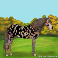 Horse Color:Void Nacre Sable Champagne Appaloosa 