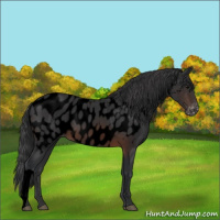 Horse Color:Void Brown Appaloosa 