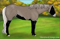 Horse Color:Silver Grullo Splash 
