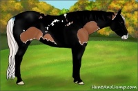 Horse Color:Silver Bay Splash Tobiano Appaloosa 