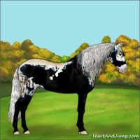 Horse Color:Silver Smoky Grullo Splash Frame  and Silver Smoky Grullo Splash Frame 