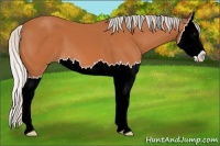 Horse Color:Silver Bay Splash 