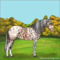 Horse Color:Bay Appaloosa  and Buckskin Tobiano Appaloosa 