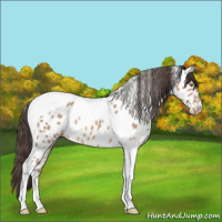 Horse Color:Amber Champagne Tobiano Appaloosa