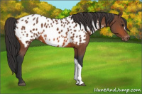 Horse Color:Bay Appaloosa 