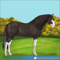Horse Color:Liver Chestnut Splash 