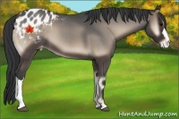 Horse Color:Blue Onyx Roan Appaloosa 