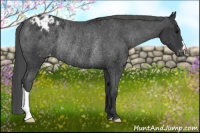Horse Color:Black Appaloosa Rabicano 