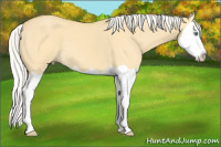 Horse Color:Silver Classic Cream Champagne Dun Splash 