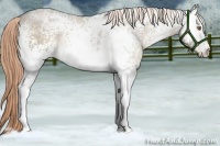 Horse Color:White Spotted Chocolate Palomino Roan Dun 