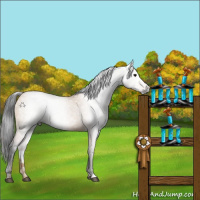 Horse Color:Gray Bay Dun 