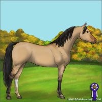 Horse Color:Gray Bay Dun 