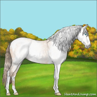 Horse Color:Gray White Spotted Perlino Tobiano