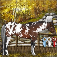 Horse Color:White Spotted Bay Appaloosa 