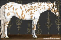 Horse Color:White Spotted Palomino Appaloosa
