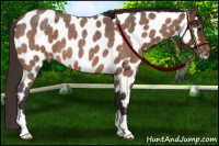 Horse Color:Buckskin Roan Near Leopard 