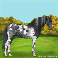 Horse Color:Black Tobiano 
