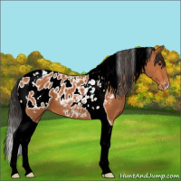 Horse Color:Bay Tobiano Appaloosa 