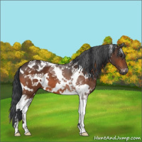 Horse Color:White Spotted Brown Tobiano 
